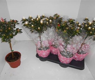 Рододендрон 'Sachsenster'