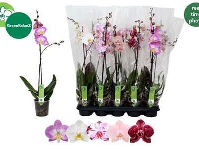 Орхідея 1-х стеблова 'Gem 8 Kl'