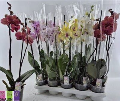 Орхідея 1-х стеблова 'Gem 8 Kl'