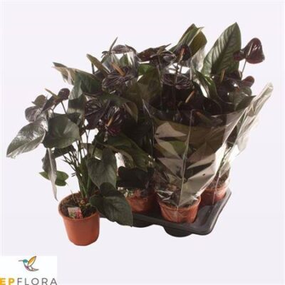 Антуріум 'Jambo Black'