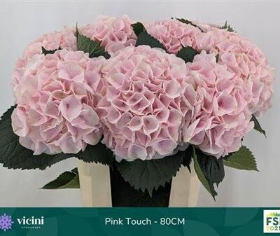 Гортензія 'Pinktouch'