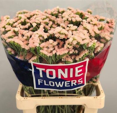 Лімоніум 'Apricot'