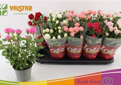 Троянди в горщику 'Gem 7 Srt'