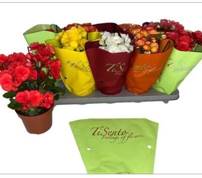 Бегонія 'Gem'