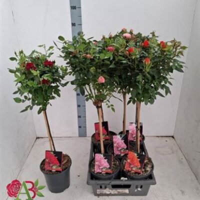 Троянди в горщику 'Ov'