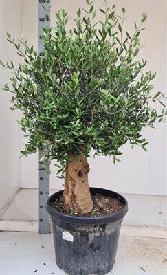 Оливка 'Europaea'