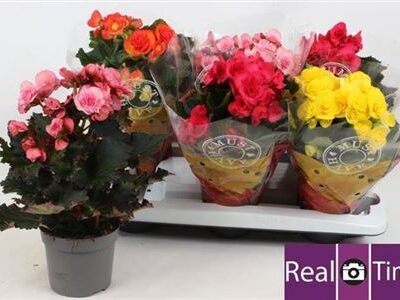 Бегонія 'Gem'