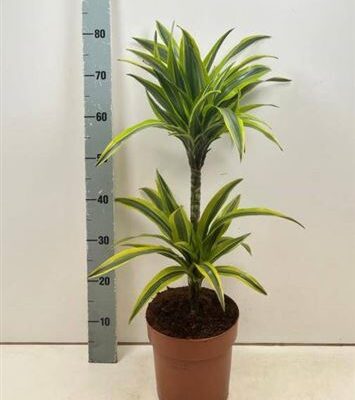 Драцена 'Lemon Lime'