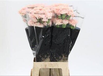 Гвоздика 'Noviado'