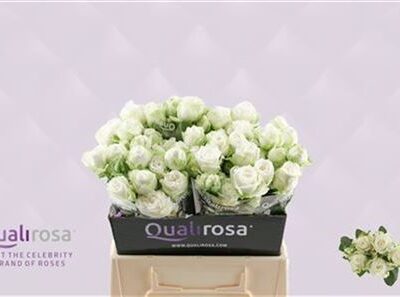 Кущова троянда 'Miss Bombastic'