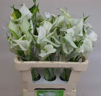 Кала 'Crystal Blush'