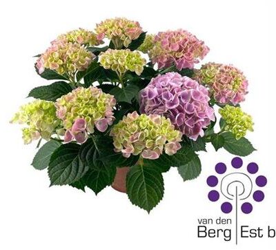 Гортензія 'Ov ros'