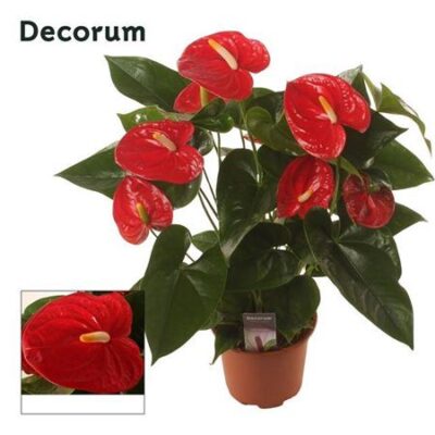 Антуріум 'Famous Red'