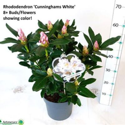 Рододендрон 'Cunningh Wh'