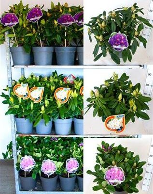 Рододендрон 'Gem'