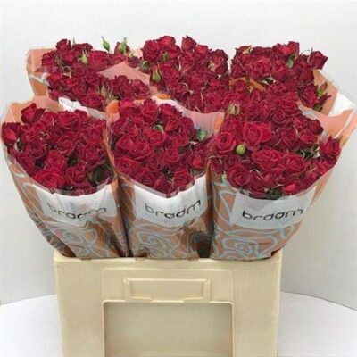 Кущова троянда 'Rubicon'