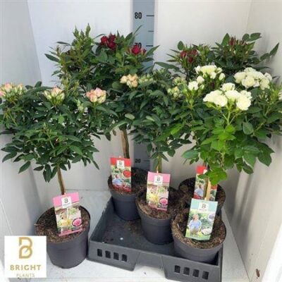 Троянди в горщику 'Ov'