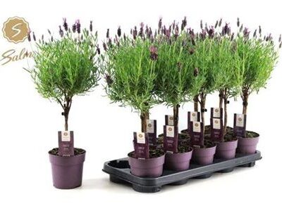 Лаванда 'Anouk' штамб