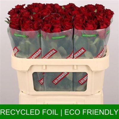 Одноголова троянда 'Ever Red'