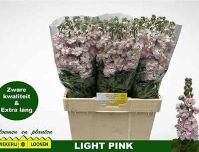 Матіола 'Milla Light Pi'