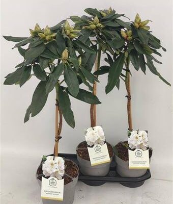 Рододендрон 'Mad Masson'