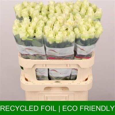 Одноголова троянда 'Snowstorm+'