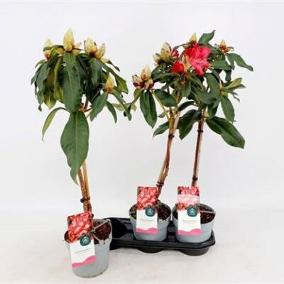 Рододендрон 'Halfdan Lem'