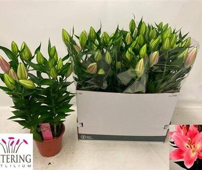 Лілія 'Sunny Camino'