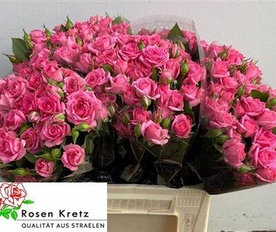 Кущова троянда 'Pink Dimension'