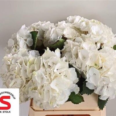 Гортензія 'Schneeball'