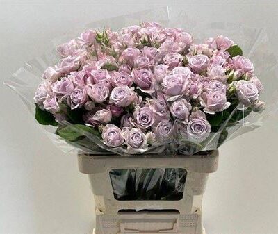 Кущова троянда 'Katinka'