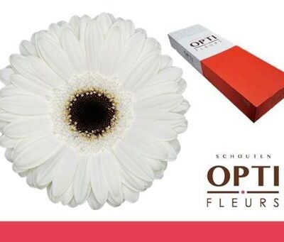 Гербера 'White House-doos'