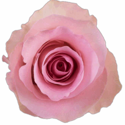 Еквадорська троянда 'Christa'