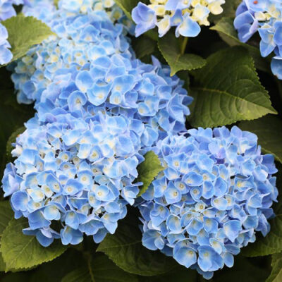 Гортензія 'Fabolo'