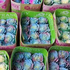 Еквадорська троянда 'Tinted Mix'