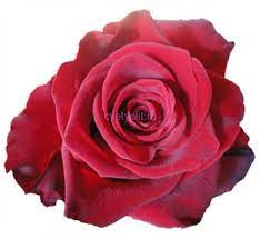 Еквадорська троянда 'Explorer'