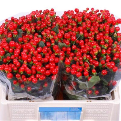 Гіперікум 'Triumph'