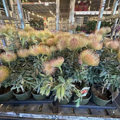 Левкосперум 'Ov'