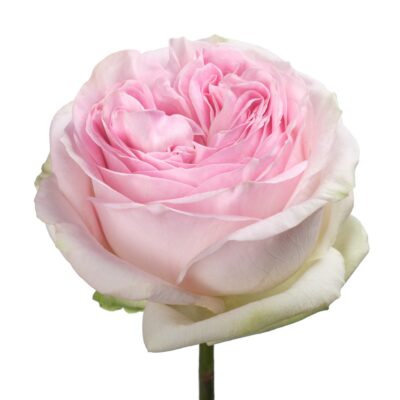 Еквадорська троянда 'Lorena Summerhouse'