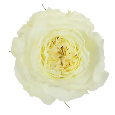 Еквадорська троянда 'Mayra's Rose White'