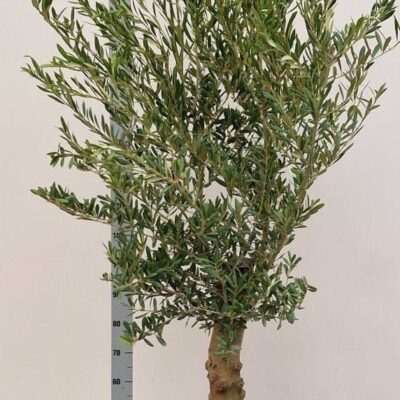 Оливка 'Europaea'