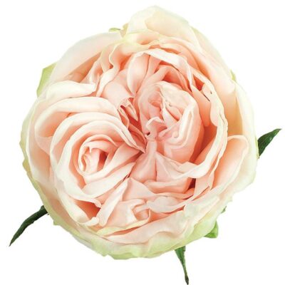 Еквадорська троянда 'Garden Spirit'