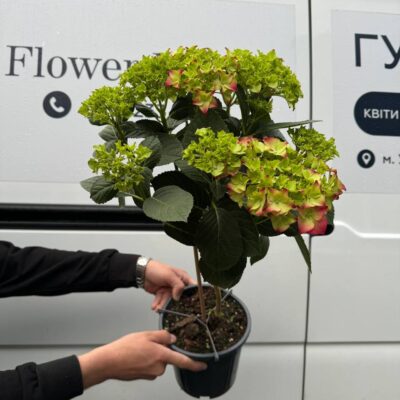 Гортензія 'Ov'