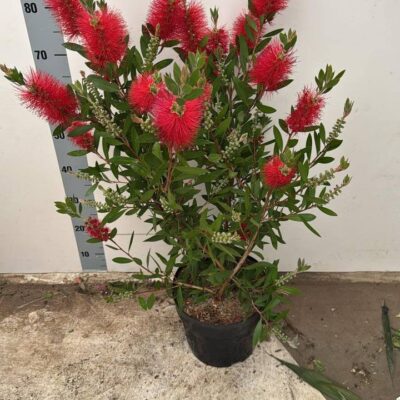 Калістемон 'Splendens'