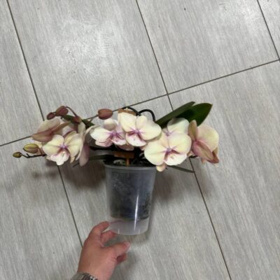 Орхідея 'Gem'