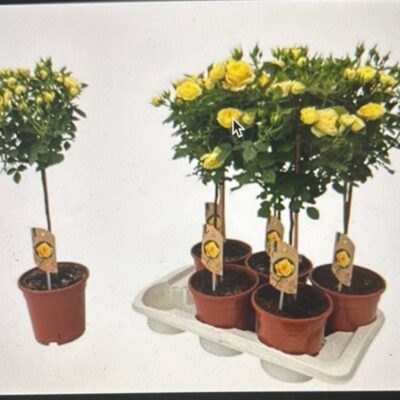 Троянди в горщику 'Ov'