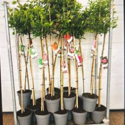 Троянди в горщику 'Ov'