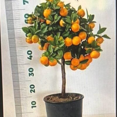 Цитрус 'Microcarpa'