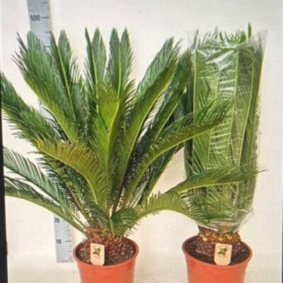 Цикас 'Revoluta'