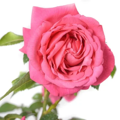 Еквадорська троянда 'Romina'